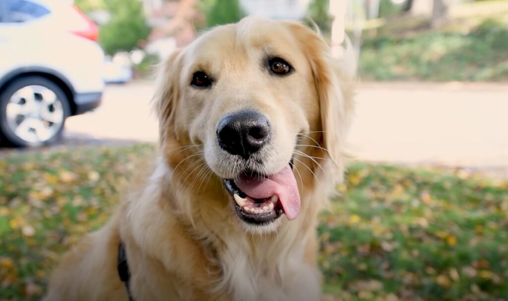 Chewbacca golden retriever