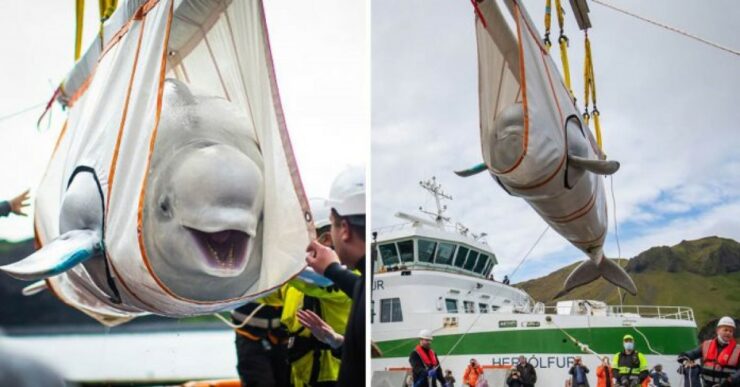 Bellissime Balene Beluga Sono felicissime di essere salvate