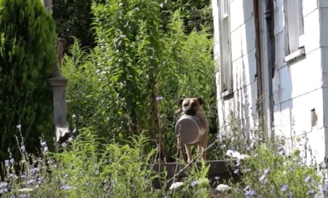 cane senzatetto porta ciotola ovunque
