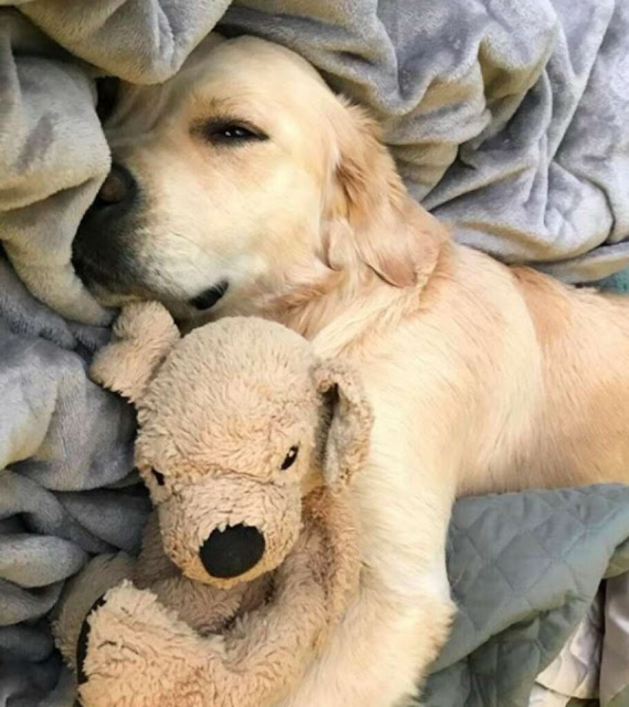 Barley, un golden retriever con un amico speciale