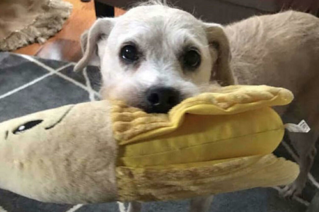 cagnolino adora il suo peluche dopo tanti anni