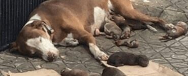 Salva la vita al cane aiutandolo a partorire sul marciapiede