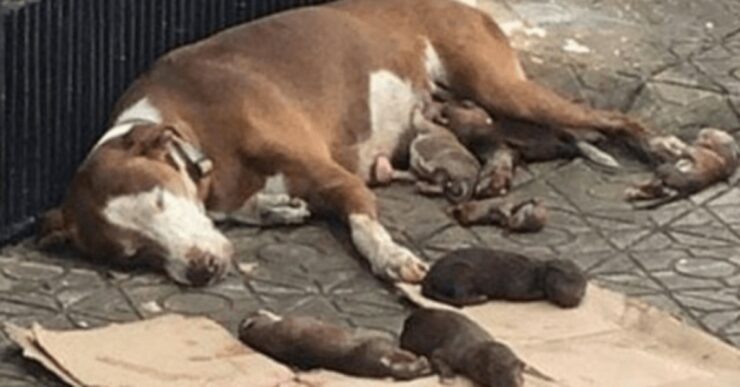 Salva la vita al cane aiutandolo a partorire sul marciapiede