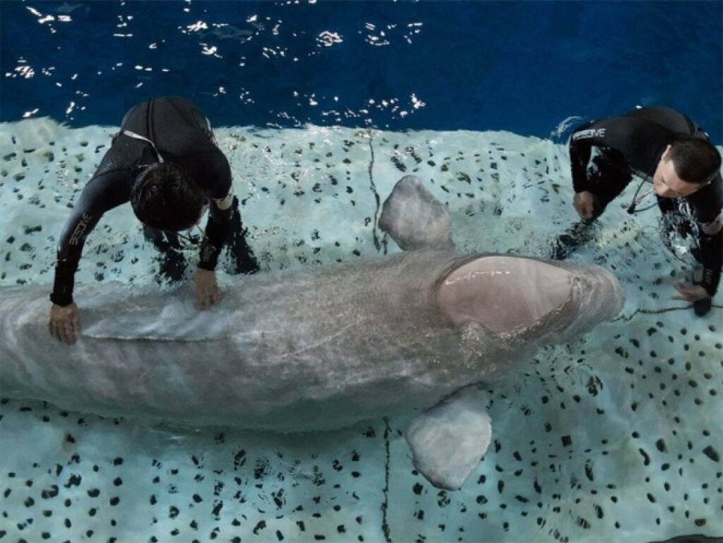 Bellissime Balene Beluga Sono felicissime di essere salvate