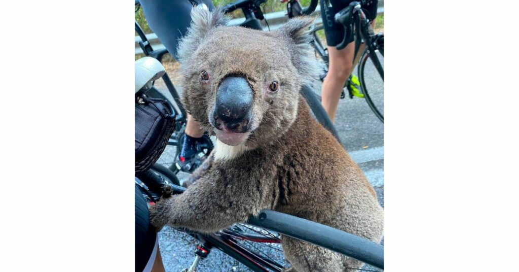 Koala Assetato