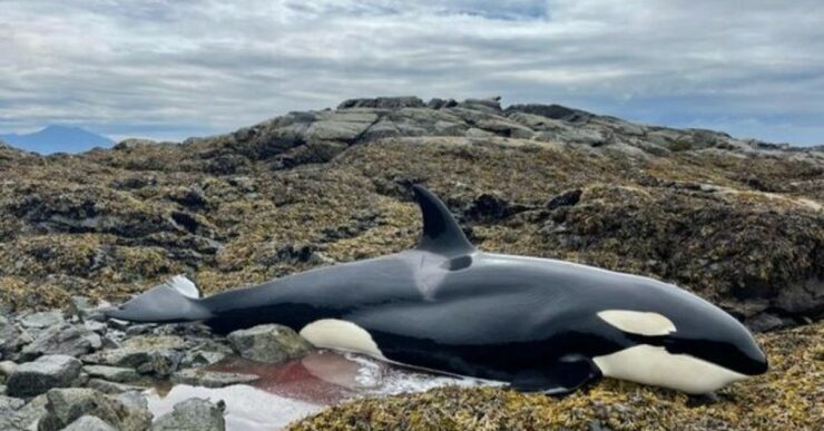 Un'orca piange disperatamente chiedendo di essere salvata