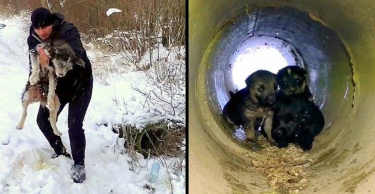 L'uomo recupera i cagnolini