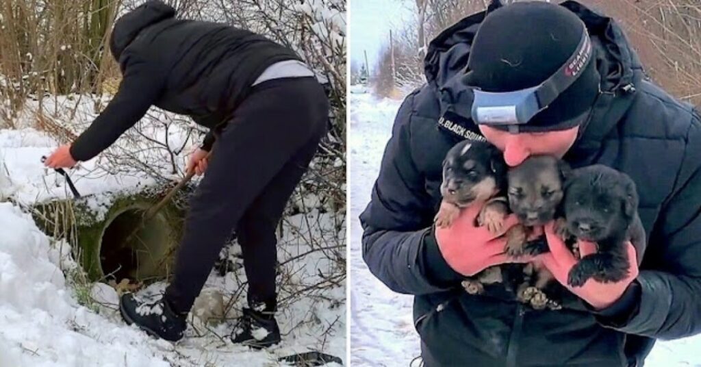 L'uomo trascorre tutto il giorno nella neve cercando di salvare i cuccioli morenti