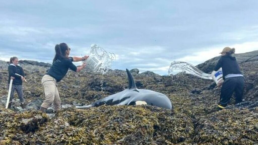 Un'orca piange disperatamente chiedendo di essere salvata