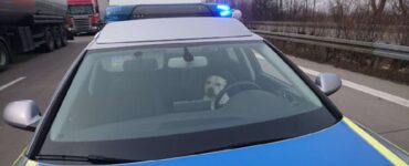 auto con cani smarriti