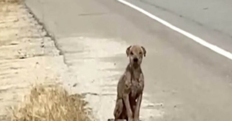 cucciolo sul ciglio della strada