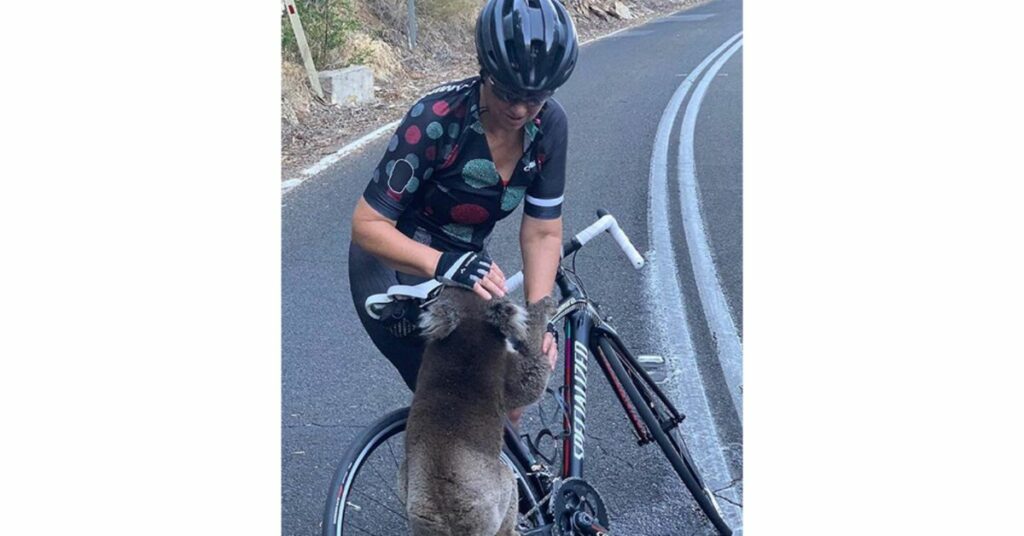 Un koala assetato ferma un gruppo di ciclisti e beve l'acqua dalla loro borraccia