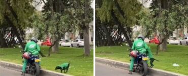 Cucciolo accompagna il suo padrone a consegnare i pacchi