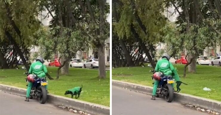 Cucciolo accompagna il suo padrone a consegnare i pacchi