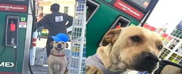 cucciolo salva dipendenti da aggressione