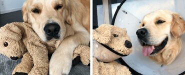 Barley, un golden retriever con un amico speciale