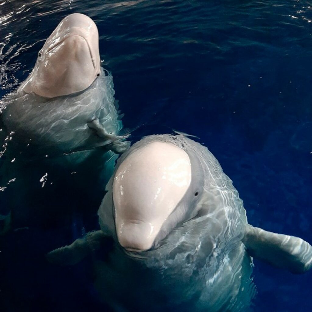 Bellissime Balene Beluga Sono felicissime di essere salvate