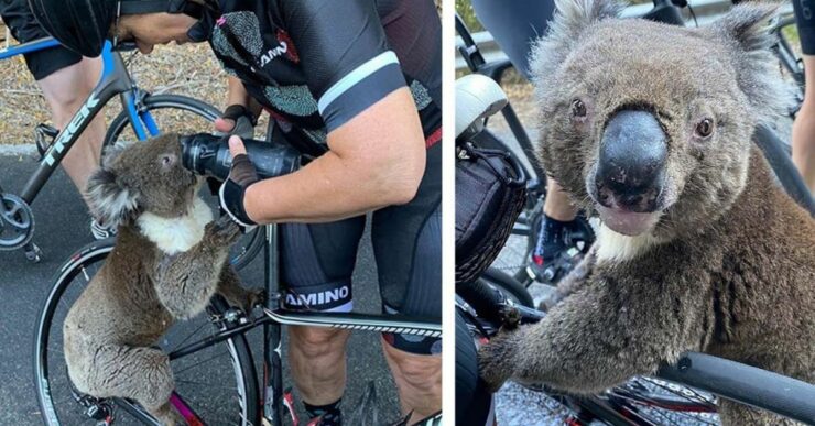 Un koala assetato ferma un gruppo di ciclisti e beve l'acqua dalla loro borraccia