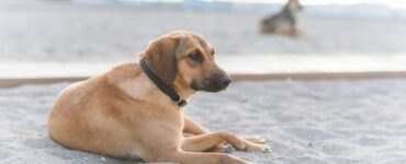 i cani potranno accedere alle spiagge ma fuori stagione
