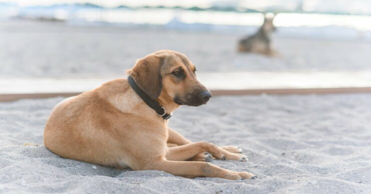 i cani potranno accedere alle spiagge ma fuori stagione
