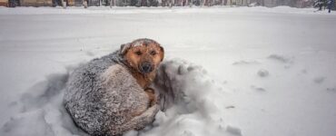 cane salva una ragazzina