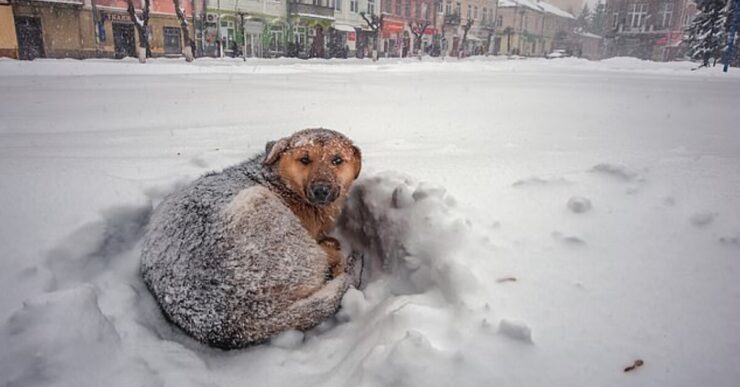 cane salva una ragazzina