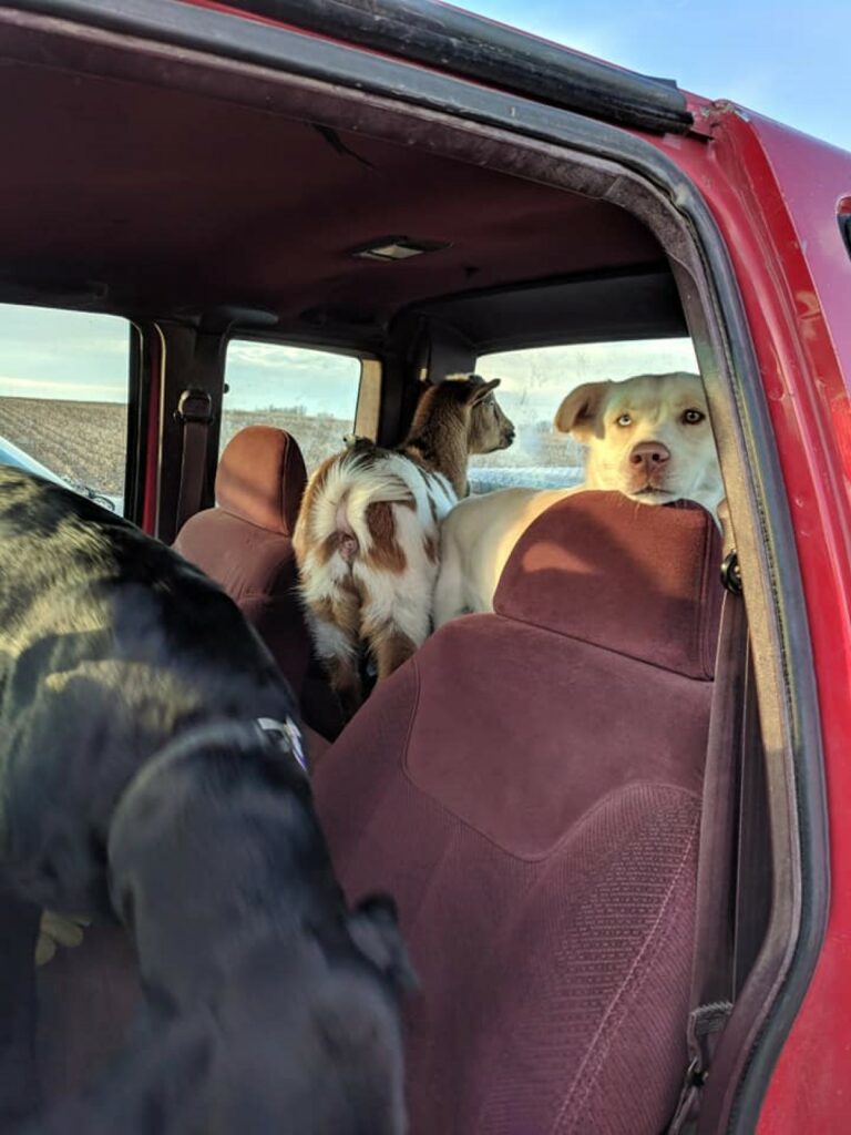 Cane smarrito torna a casa con due nuovi amici conosciuti lungo la strada