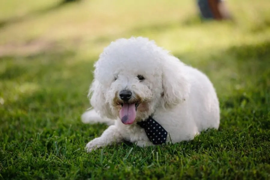 cane tenero