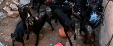 Una coppia ha salvato più di 30 cani, ma ora non riesce più a gestirli