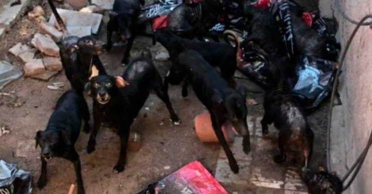 Una coppia ha salvato più di 30 cani, ma ora non riesce più a gestirli