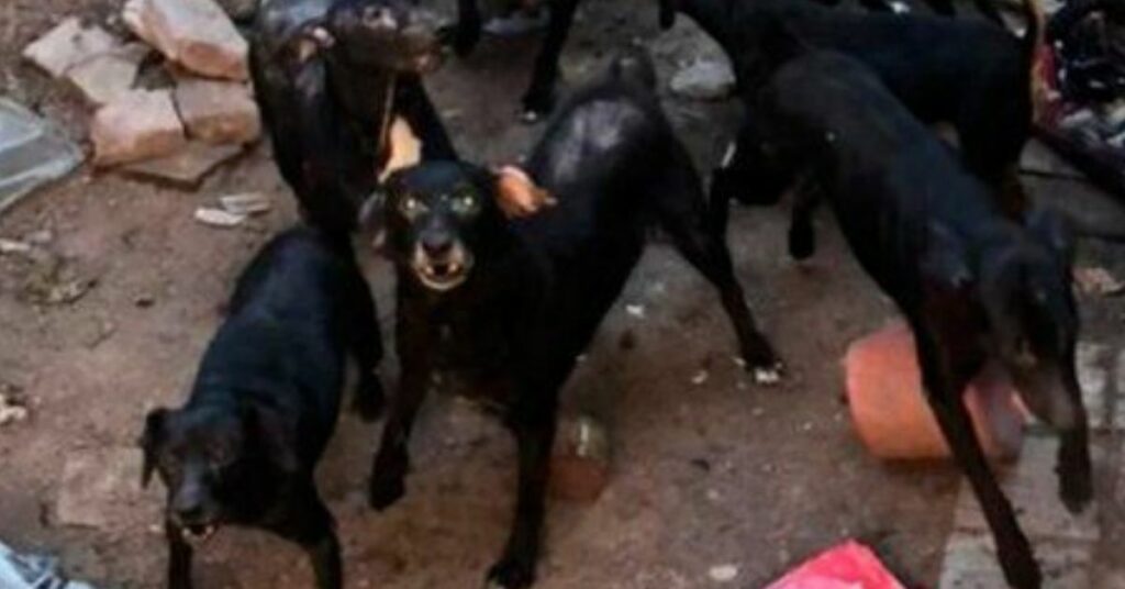 Una coppia ha salvato più di 30 cani, ma ora non riesce più a gestirli