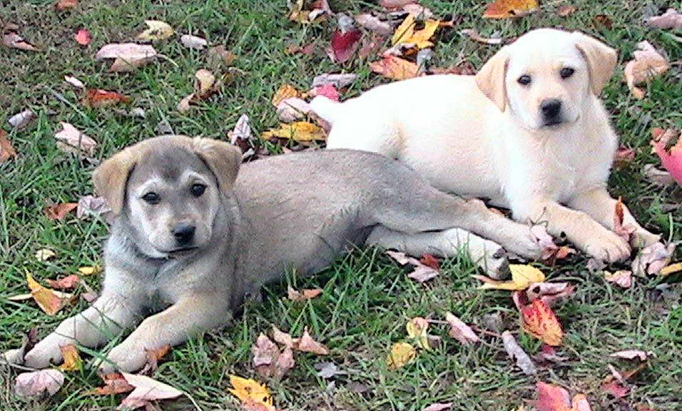 cuccioli sul prato