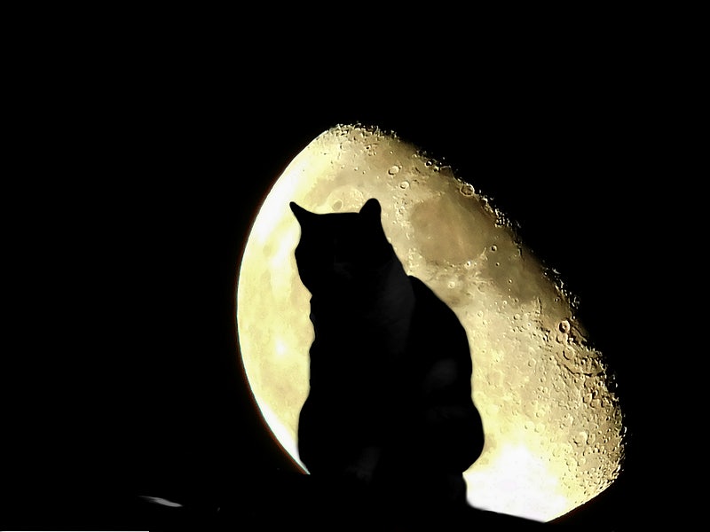 gatto luna