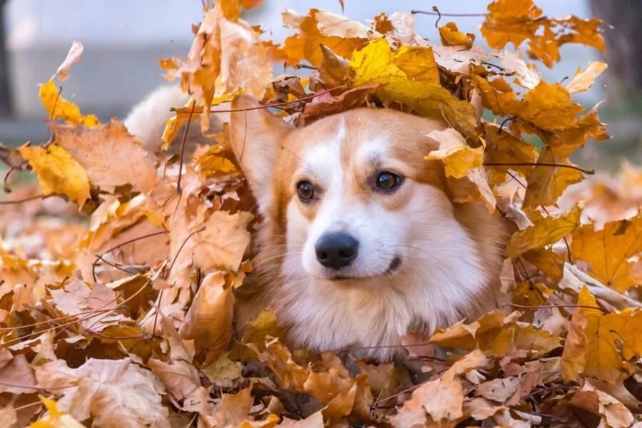 cane foglie gioca