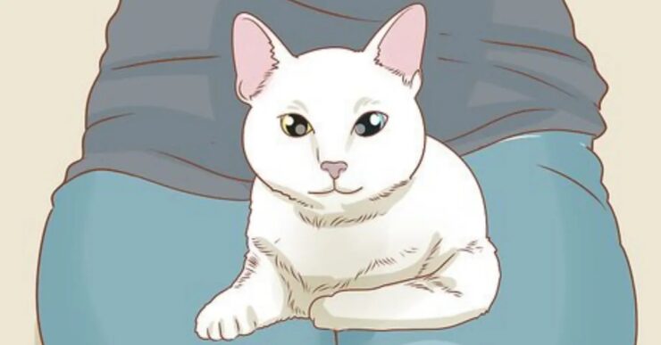 micio bianco