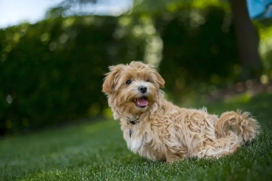 cane sul prato