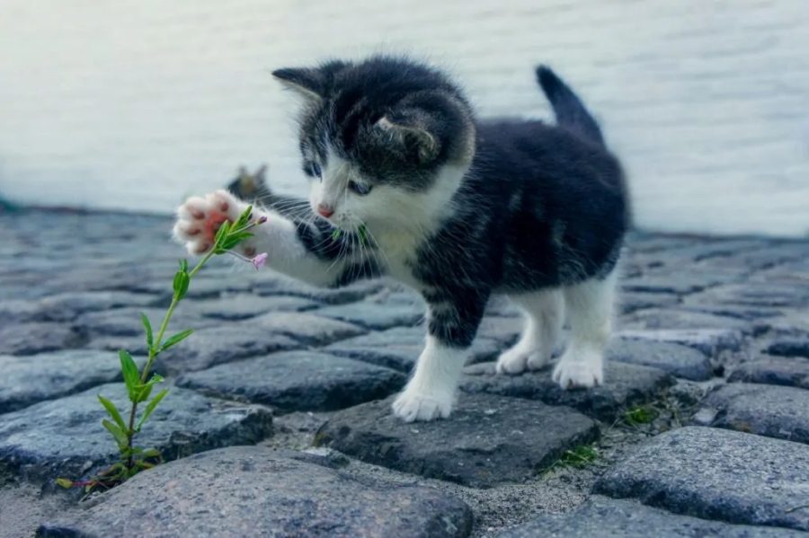 felino con fiore