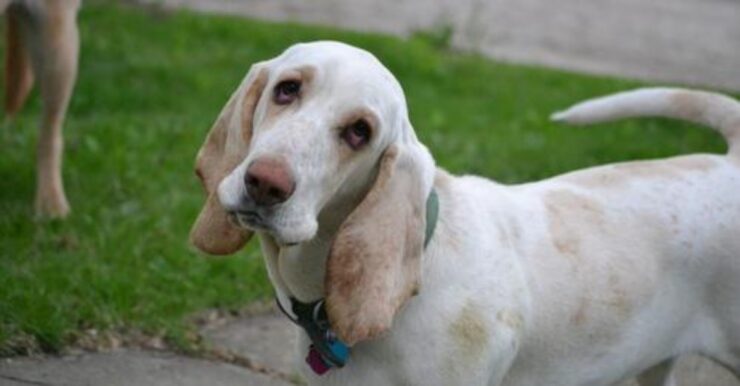 peloso sguardo buffo