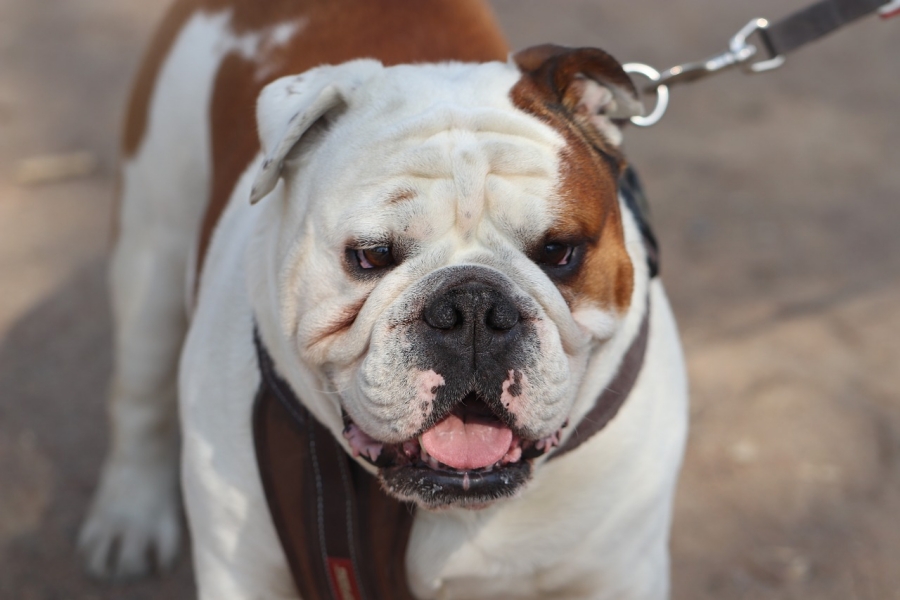 bulldog inglese