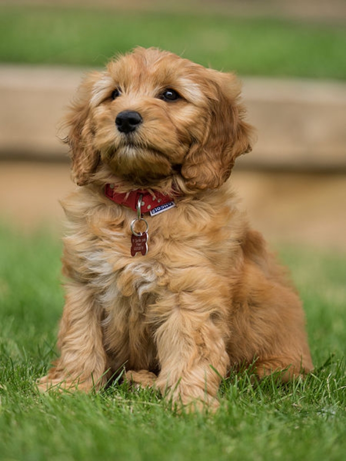 goldendoodle