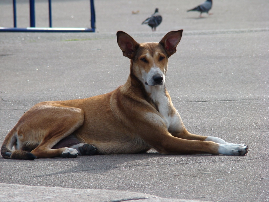 cane strada