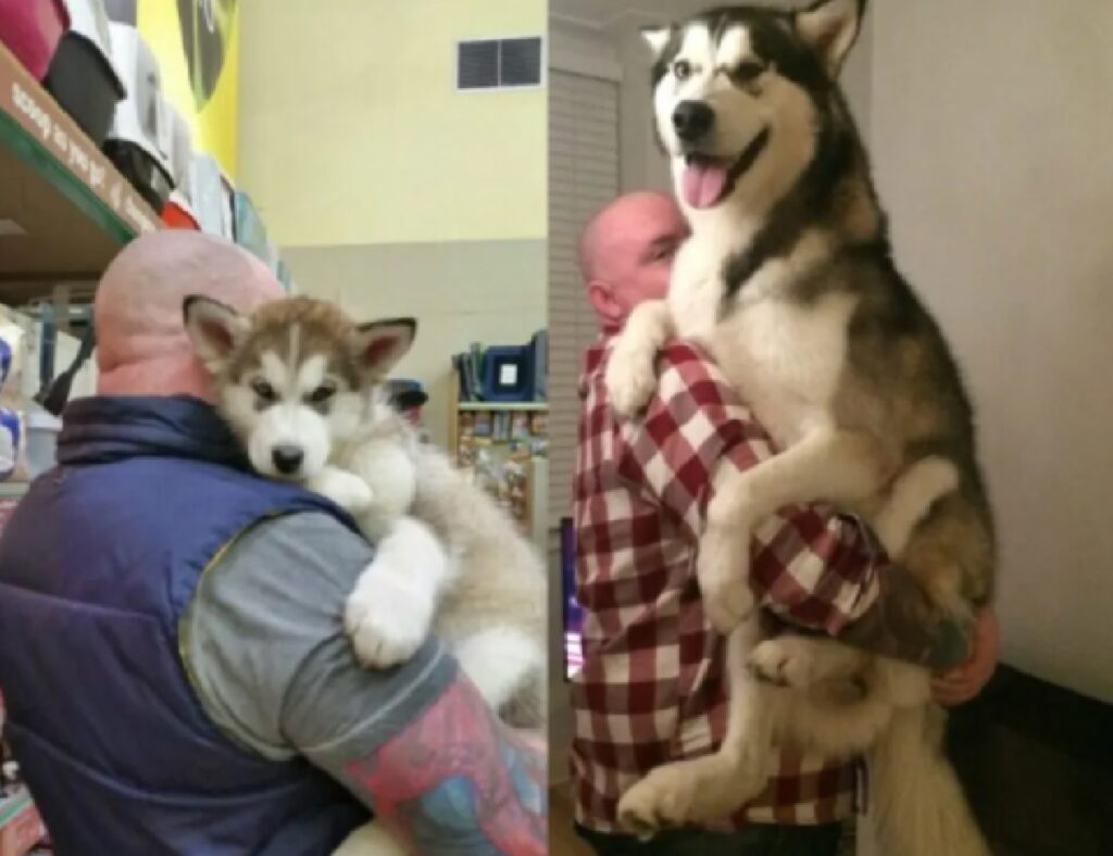 cane husky uomo calvo 