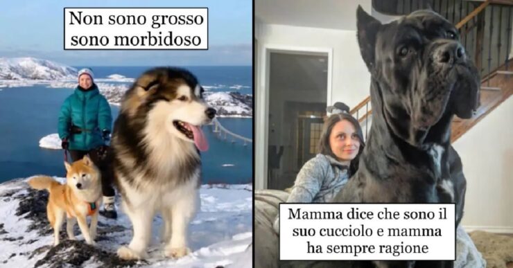 cani che crescendo sono diventati giganti