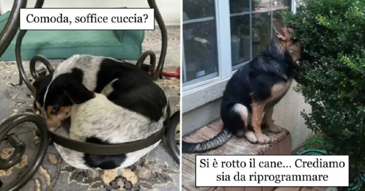 cani che hanno lavorato per film comici