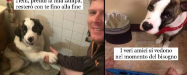 cani che non conoscono lo spazio personale