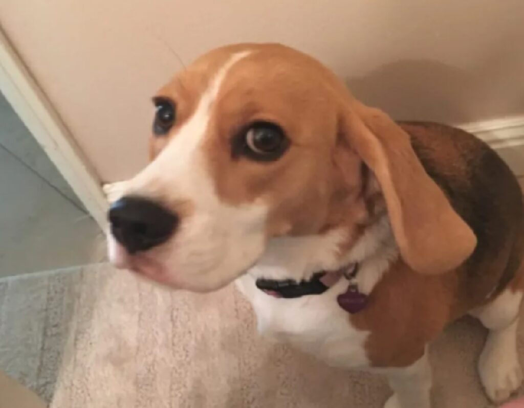 cane beagle collare messo 