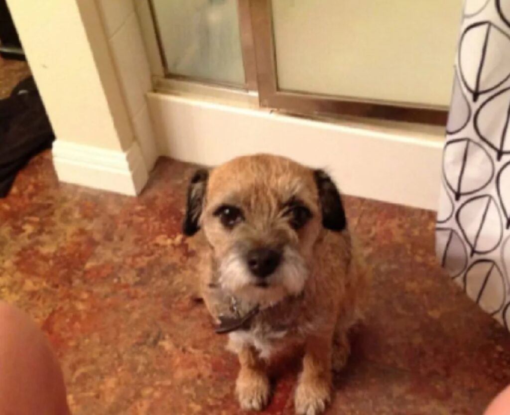 cagnolino su moquette rossa 