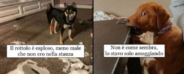 cani che non sanno cosa sia equilibrio