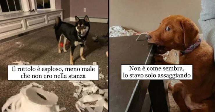 cani che non sanno cosa sia equilibrio