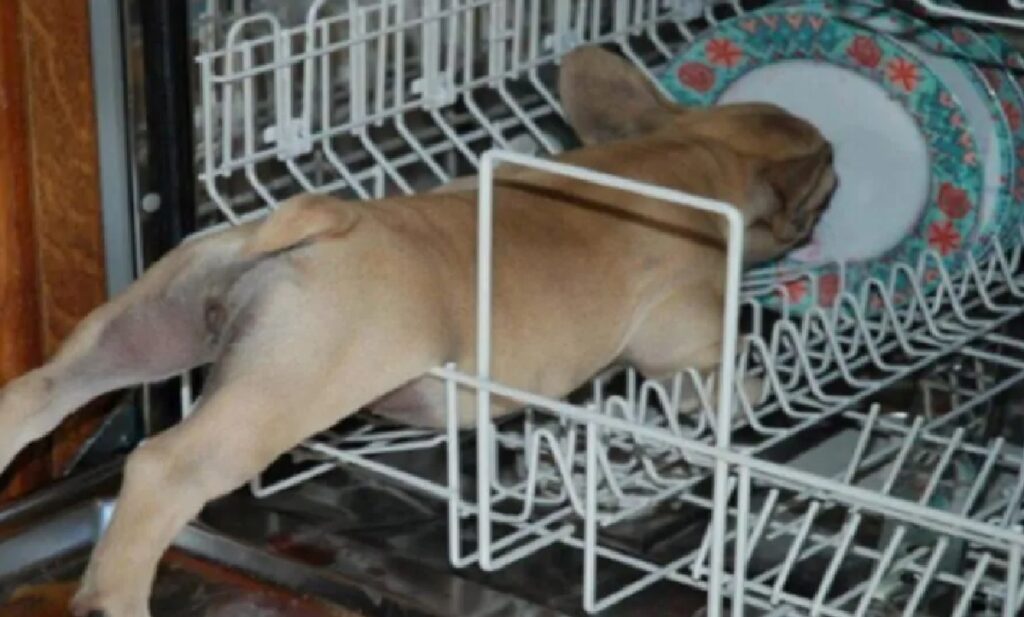 cane dentro lavastoviglie 